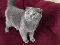 Scottish fold blue point 10 aylıklar malzemeleri beraber