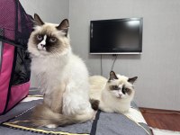 4 erkek saf yavru ragdoll