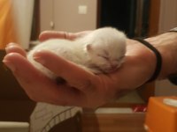 3 adet minik ragdoll yavru