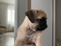 Yavru 3 aylık pug