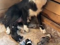Border Collie Yavrularımız Irk Ve Sağlık Garantili