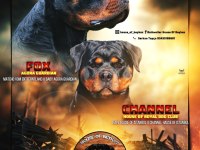 Şecereli Rottweiler bebeklerim