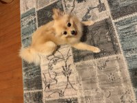 Dişi pomeranian 1.5 yaşında