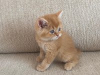 Golden British Shorthair Bebekler