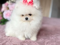 Pomeranian AYICIKLAR 2 dişi ve 2 erkek