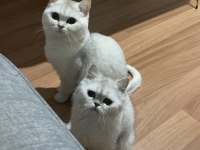 SİLVER ERKEK VE DİŞİ KEDİMİZ