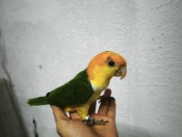 Oyuncu renk güzeli caique bebekler