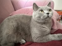 3 Yaşında British Shorthair Erkek
