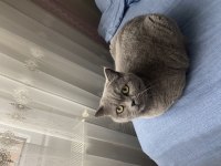 British shorthair 1,5 yaşında