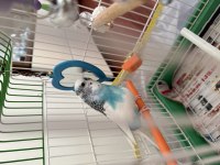 3 Yaşında Erkek Muhabbet Kuşu Kafesiyle Birlikte