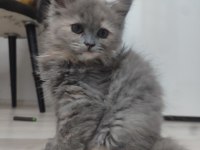 2 aylık 4 tane yavru kedilerimiz