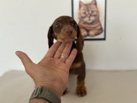 Petmode köpek çiftliğinde ziyarete açık dachshund