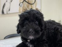 Terrier tatlı uysal köpeğimiz