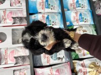 Dişi erkek maltipoo bebeklerimiz