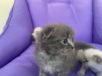 Scottish fold
