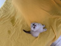 Tatlı Scottish fold ve British yavrular