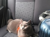 British Shorthair 14 Aylık