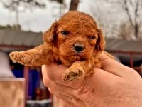 Muhteşem kalitede toy poodlee yavrularımız