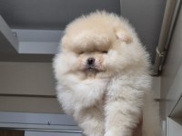 Üst kalite sıfır burun orijinal ırk pomeranian boo