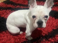 2 yaşında akıllı dişi french bulldog