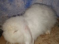 Hollanda teddy lop anaç tavşanlar