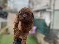 Kore dark red poodle bebekler