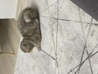 Scottish Fold Kedisi