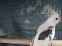 YAVRU - YETİŞKİN SULTANLAR DEĞERİNDE