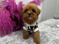 Yavru Maltipoo