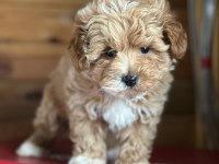 MALTİPOO YAVRULARIMIZ
