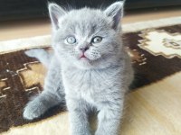 07.04.2023 Doğumlu British Shorthair Yavrular