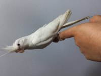 Evcil albino sultan papağanı
