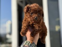 Çok özel Tiny kore poodle yavrularımız ziyarete açık