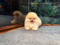 Safkan Teddy Bear Kore Pomeranian Yavrularımız