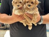 Sağlıklı orjinal maltipoo