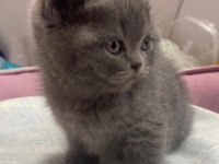 British shorthair yavru kedimiz yeni yuvasını arıyor
