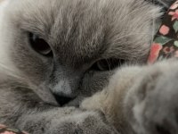 Scottish Fold Blue Point Kedisi