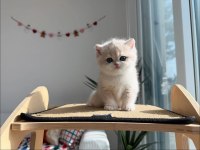 Nadir Renk AY Golden British Shorthair 