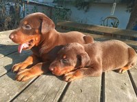 Safkan European KIZIL DOBERMAN yavru