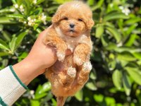 Yavru erkek maltipoo köpeğimiz