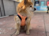 Pomeranian Tilki Surat