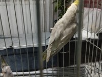 4 aylık sultan papağanı