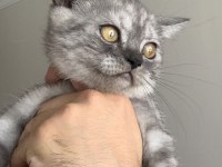 Show Kalite Safkan British Shorthair Yavrular