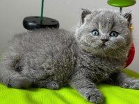 Yuvarlak Kafa Gri British Shorthair