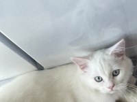 British longhair 8 aylık erkek