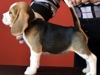 Avcı Beagle yavrularım