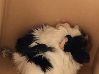 Yavru guinea pig