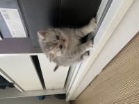 2 aylık british shorthair