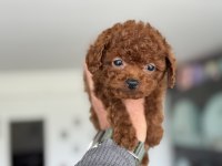 En özelini arayanlar için tea cup kore poodle