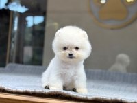 Pomeranian bebek